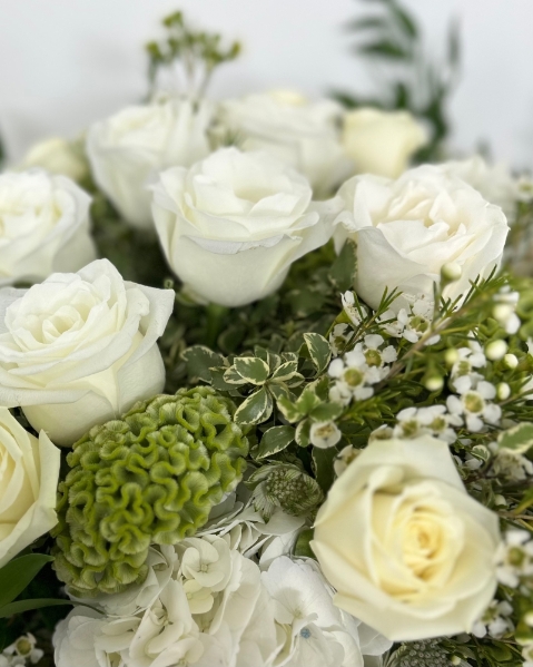 Celosia – Showstopper